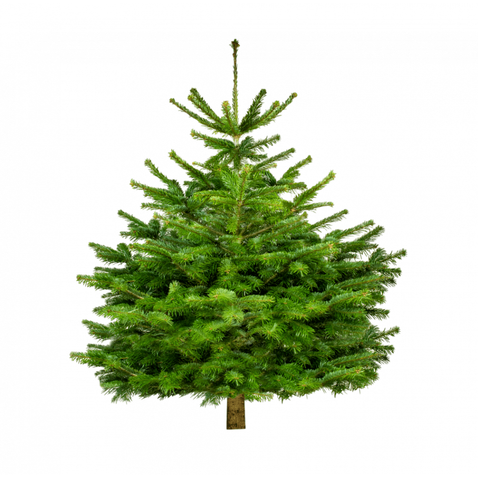 Collecte de sapin naturel