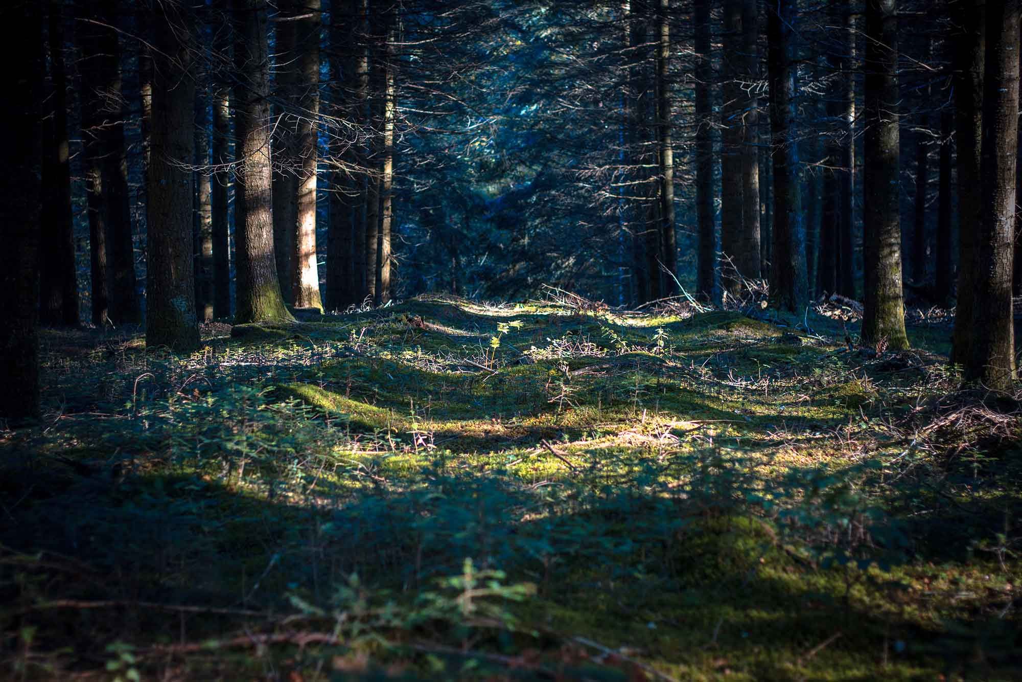 Sous bois ensoleillé, marais du Cassan et de Prentegarde
