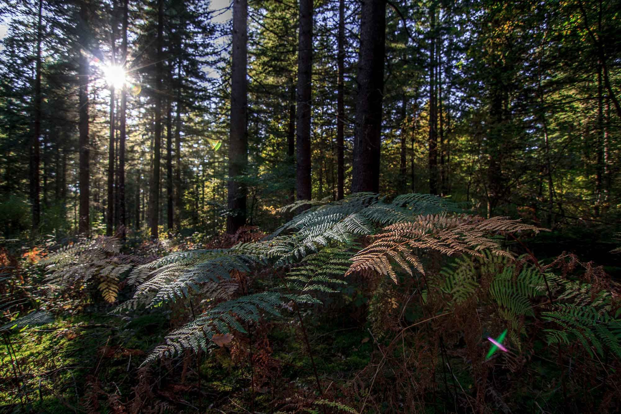 Fougères sous bois dans les marais du Cassan et de Prentegarde