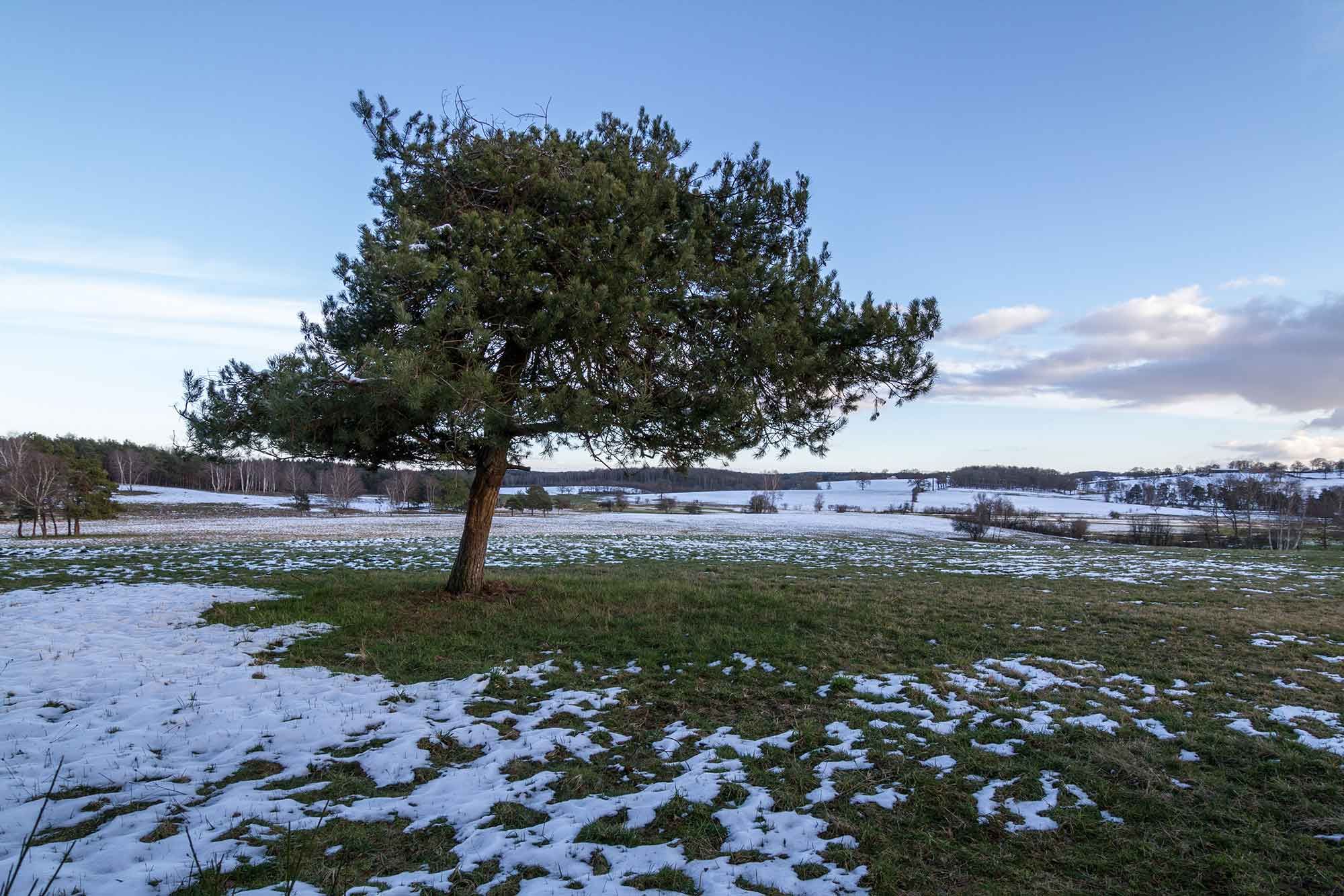 Arbre et brin de neige sur la prairie des marais du Cassan et de Prentegarde