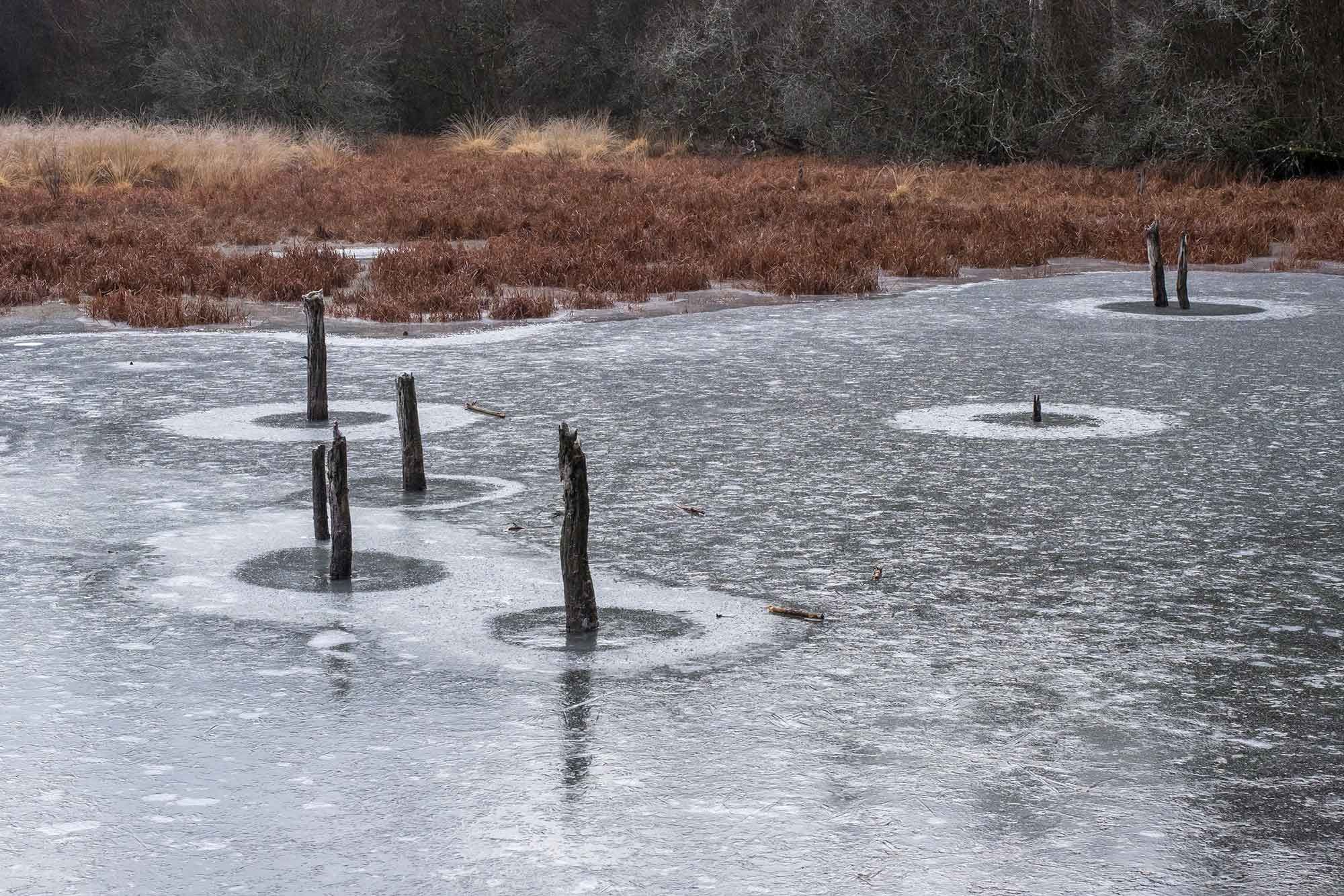 Gel sur les zones humides du marais du Cassan à Saint Etienne Cantalès
