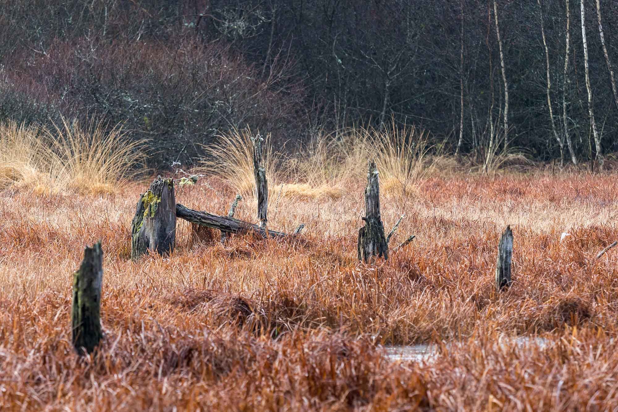 Marais du Cassan et de Prentegarde au couleur de l'automne