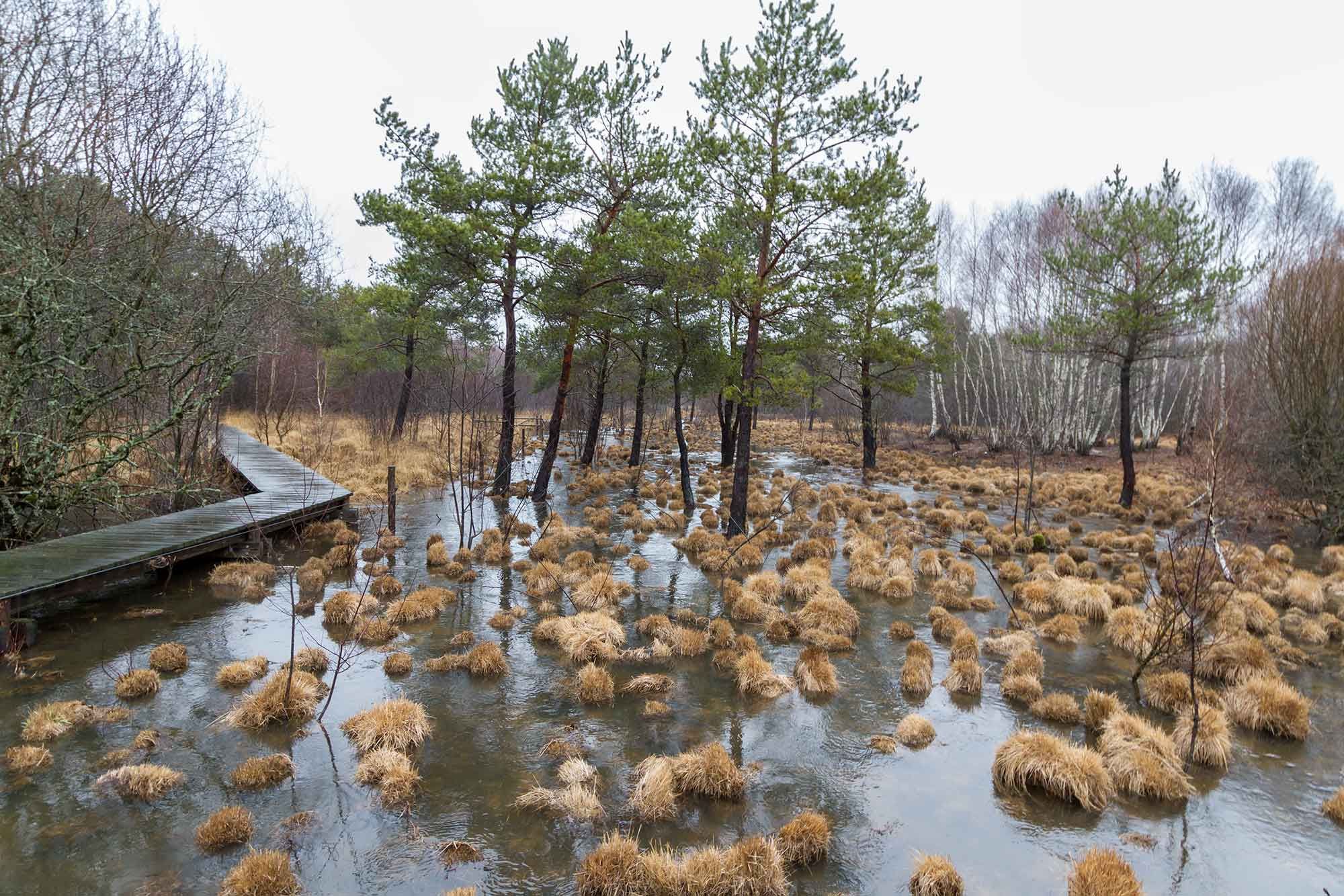 Brume sur les zones humides au marais du Cassan et de Prentegarde
