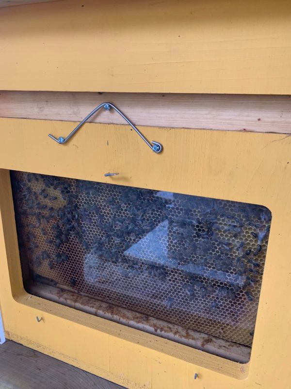 Sur le côté, étudions les abeilles de Saint-Etienne-Cantalès remplir les alvéoles des cadres de miel !